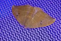 Watsonalla binaria
