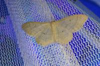 Idaea straminata