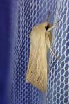 Mythimna pallens