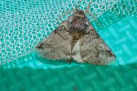 Thaumetopoea processionea