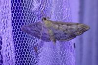 Patania ruralis
