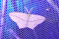 Timandra comae
