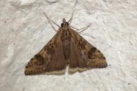 Nomophila noctuella