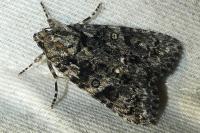 Acronicta rumicis