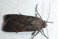 Agrotis segetum