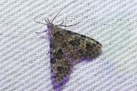 Alucita hexadactyla