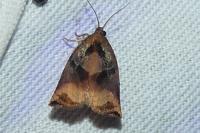 Archips podana