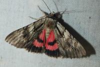 Catocala optata