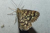 Chiasmia clathrata