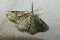 Cleorodes lichenaria