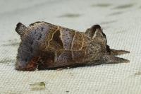 Clostera pigra