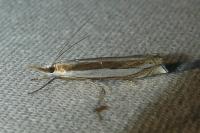 Crambus pascuella