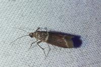 Cryptoblabes bistriga