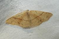 Cyclophora punctaria