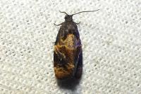 Ditula angustiorana