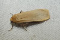 Katha depressa