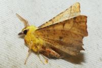 Ennomos alniaria