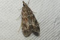 Eudonia mercurella