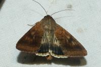 Helicoverpa armigera