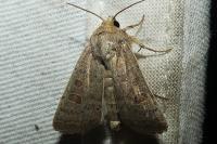 Hoplodrina ambigua