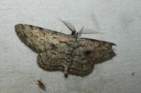 Hypomecis roboraria