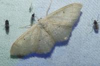 Idaea straminata