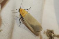 Lithosia quadra