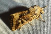 Luperina dumerilii