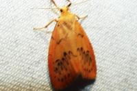 Miltochrista miniata