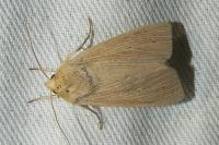 Mythimna pallens