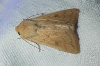Mythimna vitellina