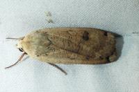 Noctua pronuba