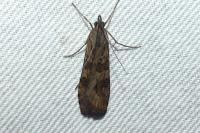 Nomophila noctuella