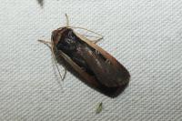 Ochropleura leucogaster