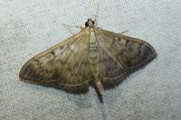 Patania ruralis
