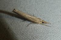 Pediasia contaminella