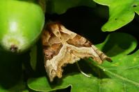 Phlogophora meticulosa
