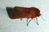 Phragmatobia fuliginosa