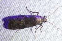 Phycita roborella