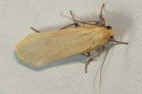 Katha depressa