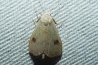 Rivula sericealis