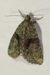 Cryphia algae