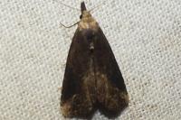 Schrankia costaestrigalis