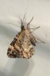 Epirrhoe alternata