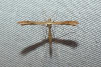 Stenoptilia