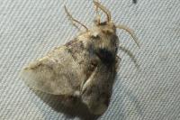 Thaumetopoea processionea