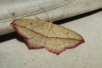 Timandra comae