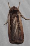 Ochropleura leucogaster