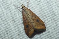 Udea ferrugalis