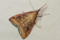Udea ferrugalis